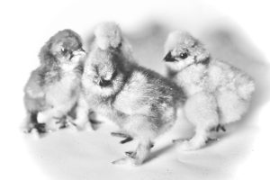 Loving Silkie Chickens – DIFER.ORG