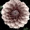 Beautiful Dahlia Bloom  Digital Download