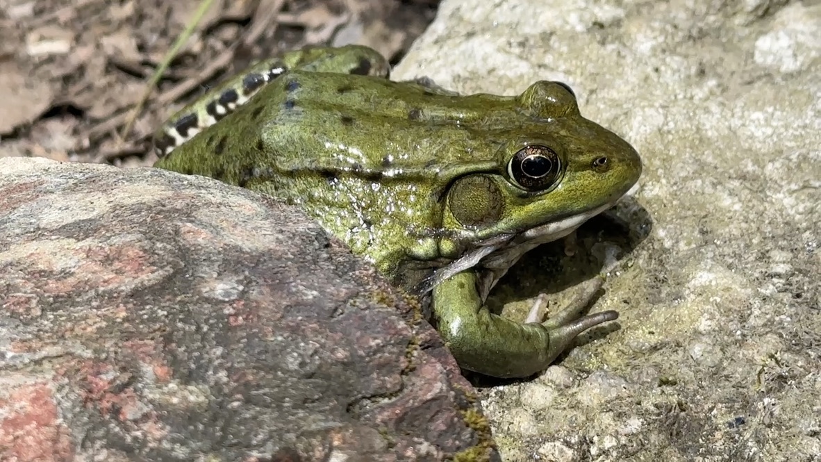 Green Frog Interesting Facts – DIFER.ORG