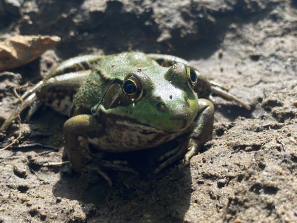 Green Frog Interesting Facts – DIFER.ORG