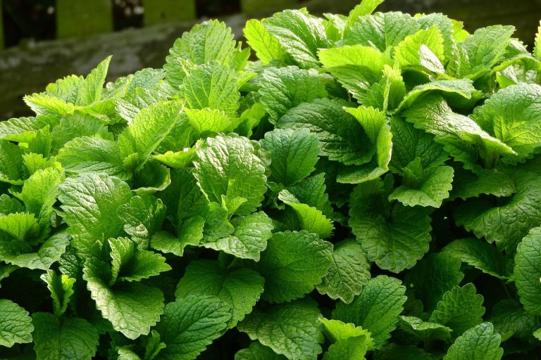 lemon balm, medical, melissa officinalis, herbs, nature, leaves, medicinal herbs