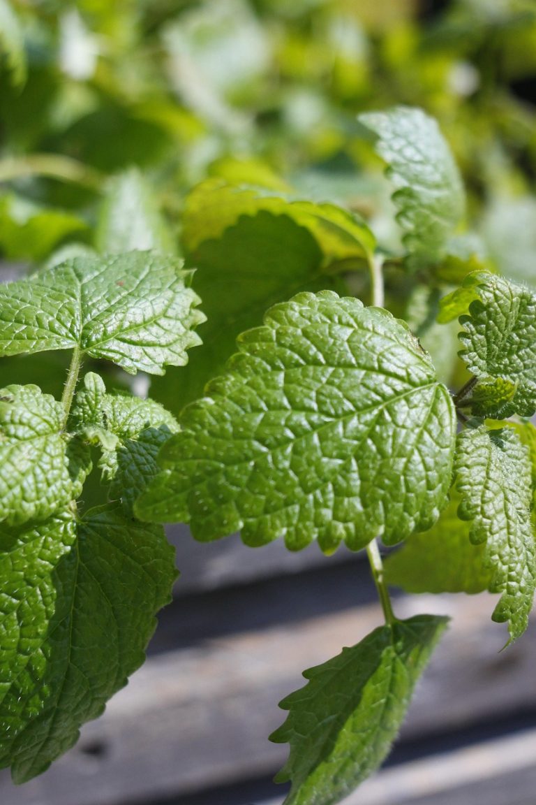 lemon balm, green, leaves, nature, herbs, yummy, food, healthy, fresh, aroma, garden spice plant, herb