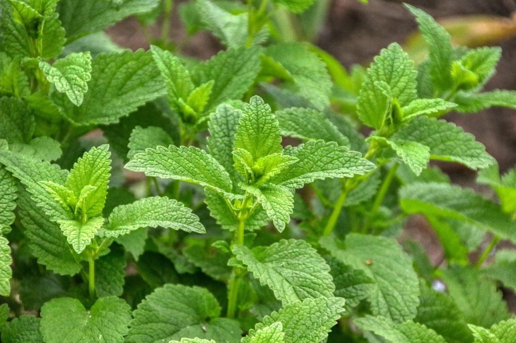 lemon, balm, lemon balm, teatime, fresh, nature, immune system, garden, plant, food