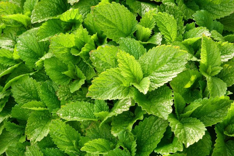lemon balm, medical, melissa officinalis, nature, herbs, leaves, medicinal herbs