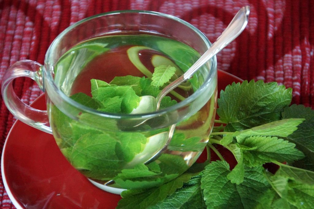 lemon balm, tea, unobtrusive, herb, green, plant, leaves, gardens, health, fresh, soothing, medicinal, decoction, extract, nature, drink, lemon balm, lemon balm, lemon balm, lemon balm, lemon balm, decoction, decoction, decoction, decoction